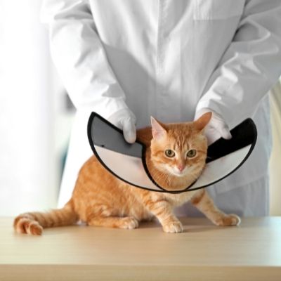 vet putting cone on cat