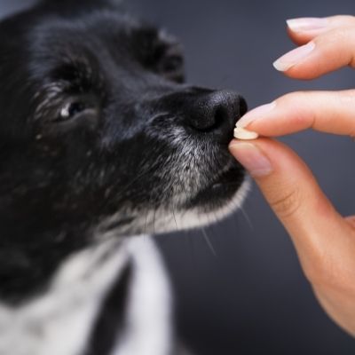 dog sniffing pill