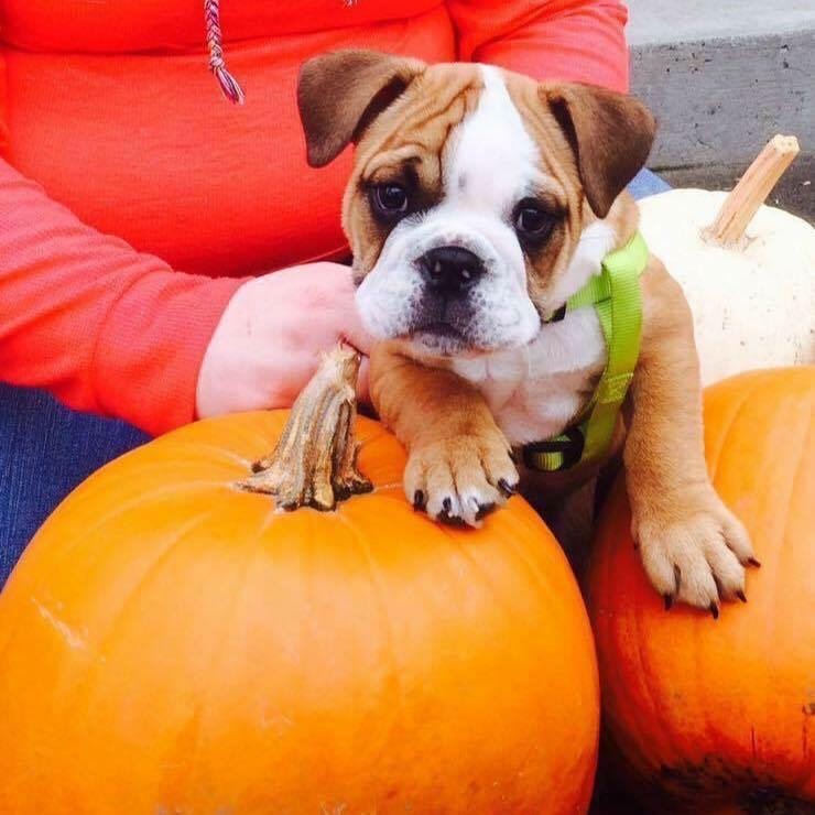 A dog on a pumpkin
