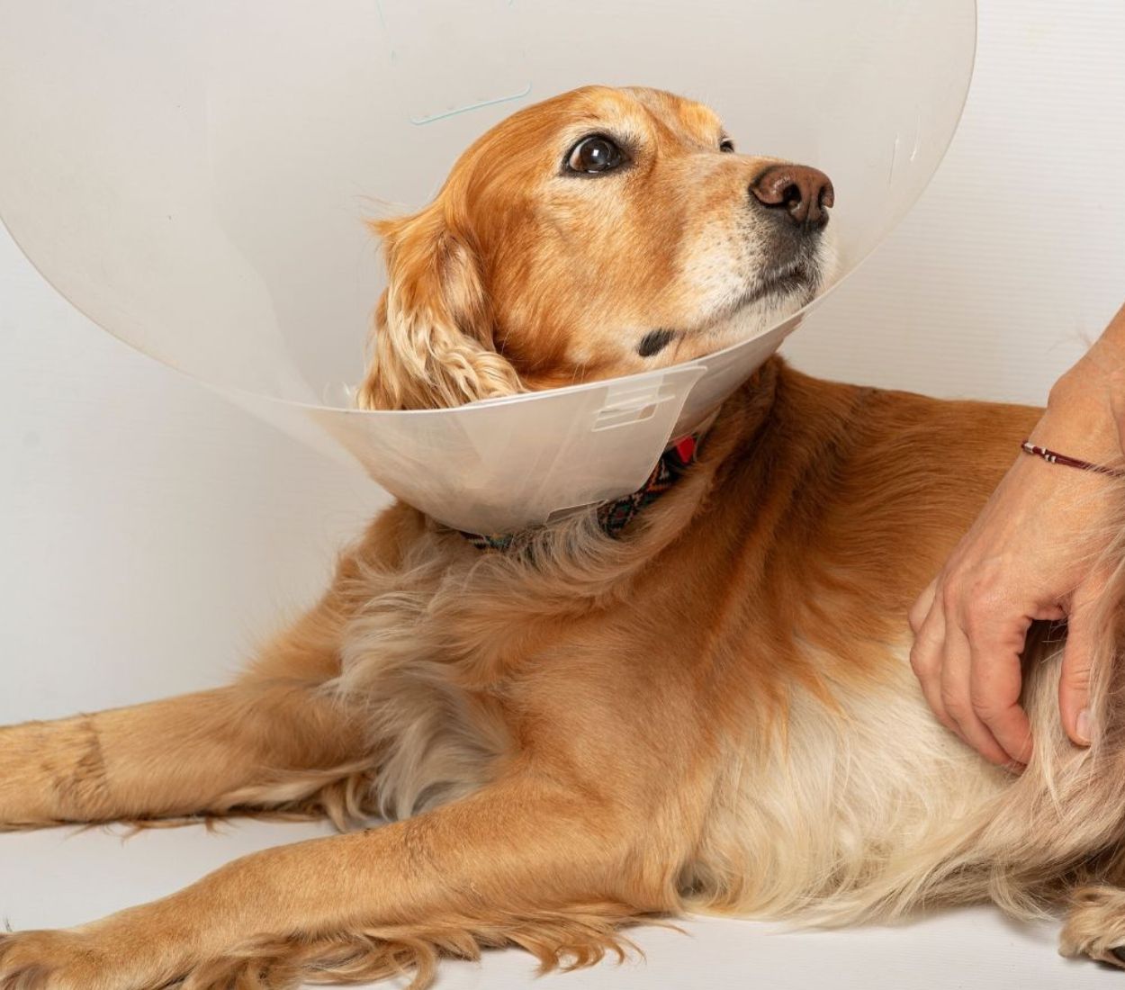pet surgery