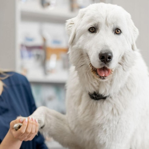 a woman is holding the paw of a white dog
